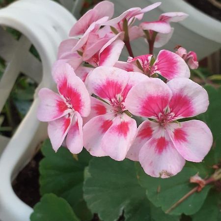 B&B Alle Piscine 베로나 외부 사진